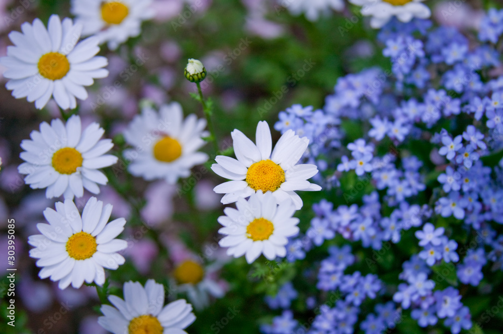flower(marguerite)_002 flower(marguerite)_002