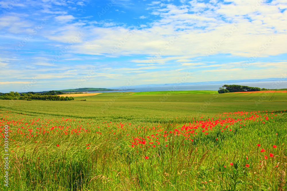 Fields of poppies, Scotland