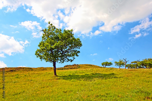 Lonely tree in Summer