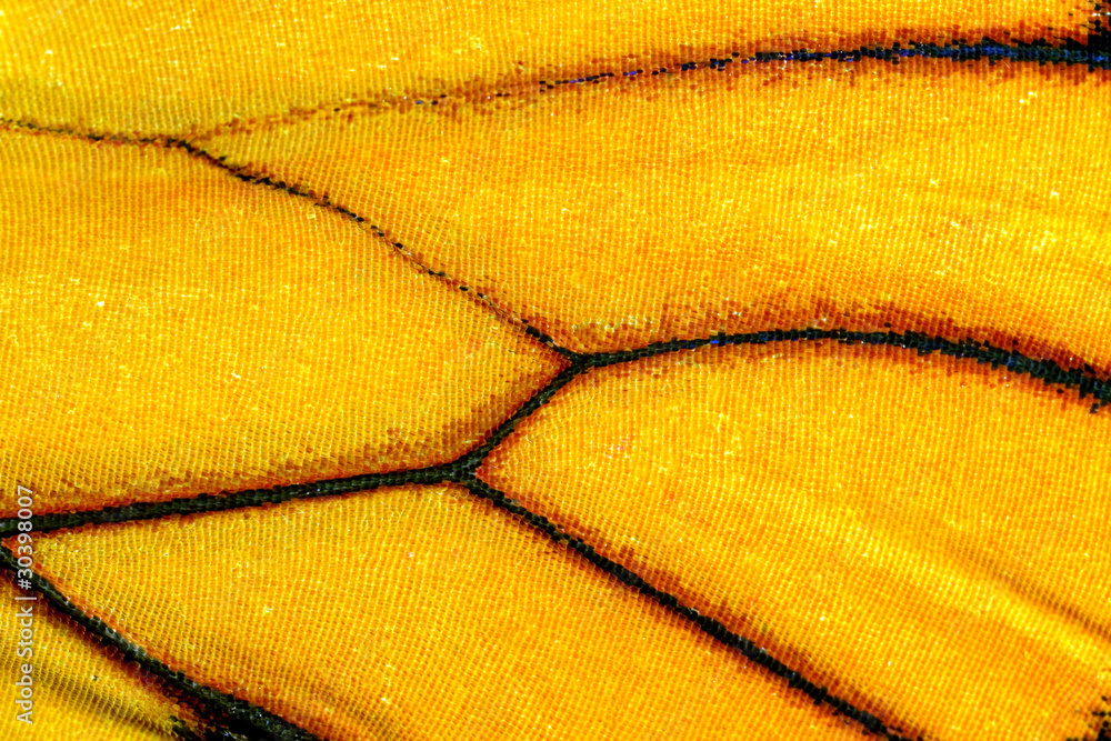 Fototapeta premium Butterfly wing, Monarch, Milkweed, Wanderer, Danaus plexippus