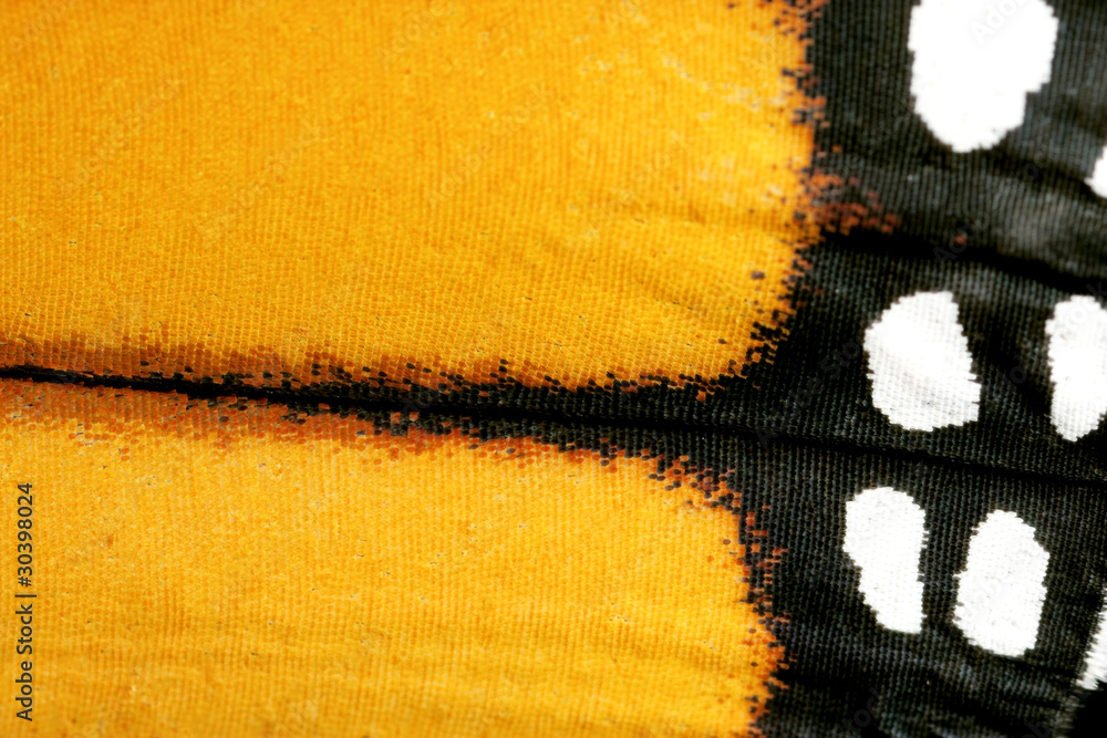 Fototapeta premium Butterfly wing, Monarch, Milkweed, Wanderer, Danaus plexippus