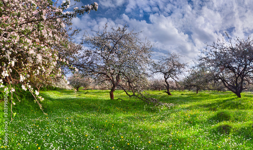 blossom apple-trees garden in the Spring