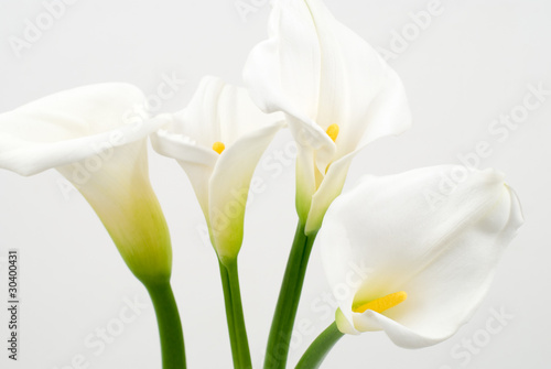 白いカラーの花