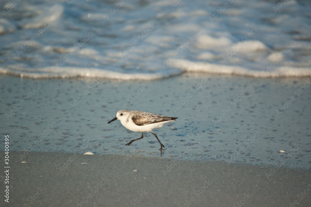 Sanderling Running on a Florida Beach in the Morning Sanderling Running on a Florida Beach in the Morning