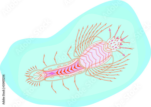 mosquito larvae