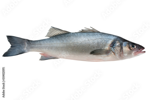Seabass, Dicentrarchus labrax. Isolated on the white background
