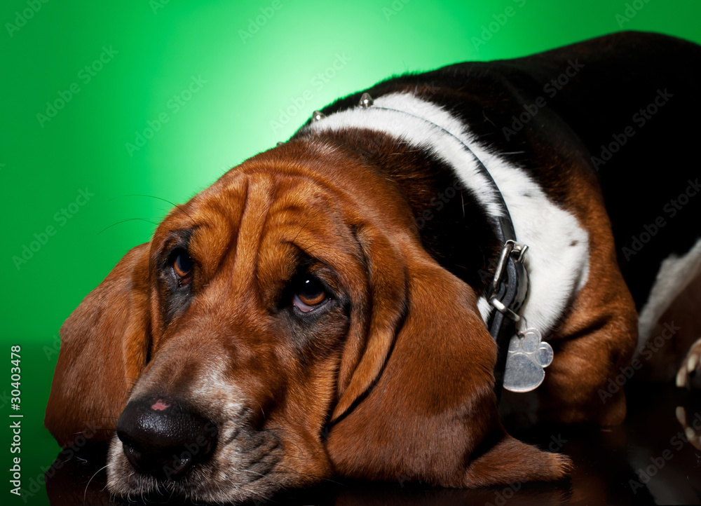 sad looking basset hound's face