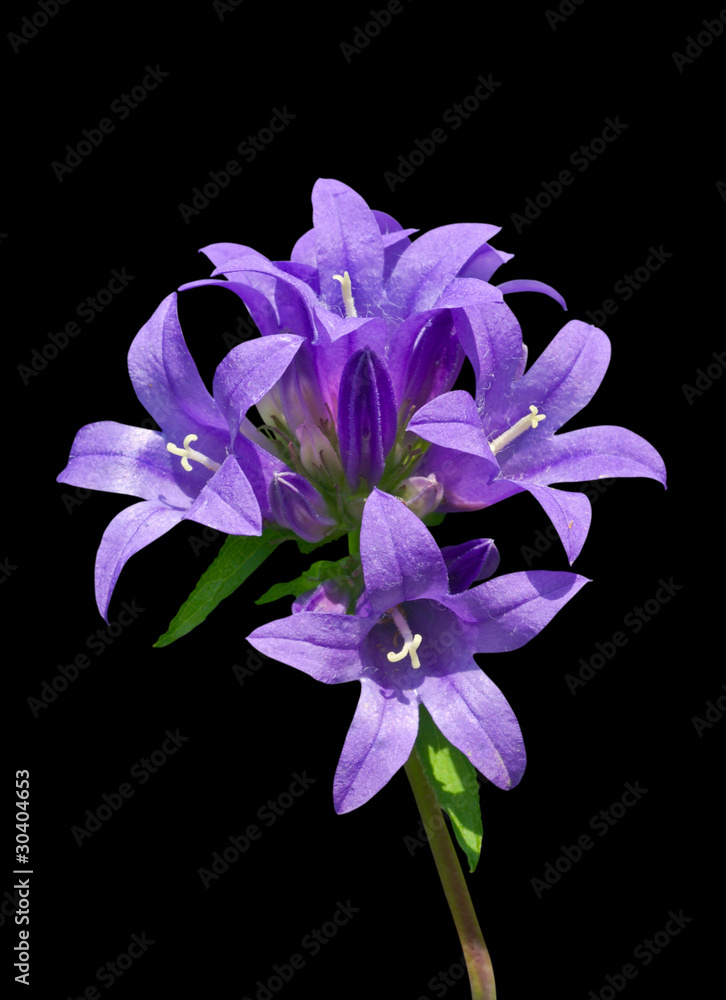Obraz premium Blue flowers (Campanula cephalotes) 1