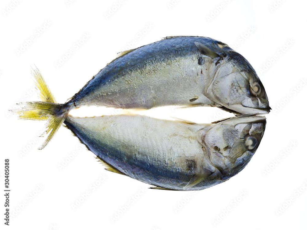 Two mackerels isolated on white background