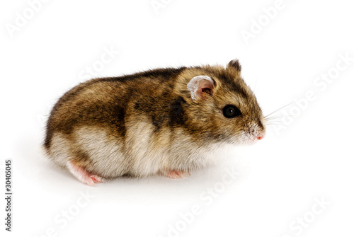 Dwarf hamster