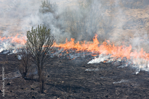 Burning forest