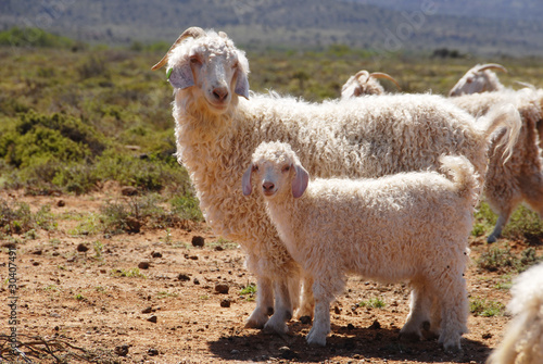Angora goats