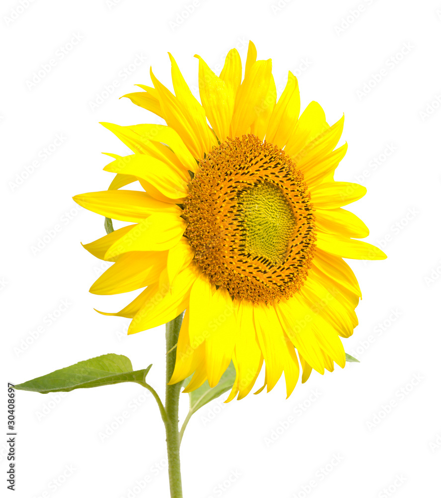 Fototapeta premium sunflower, isolated on white