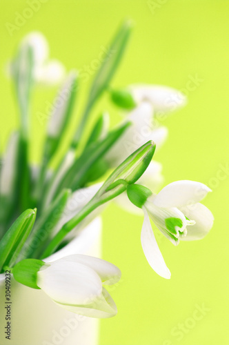 Snowdrops