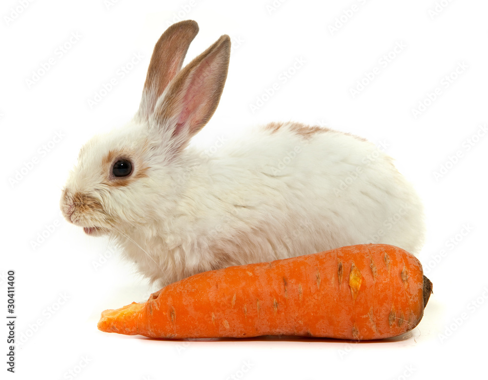 White small rabbit White small rabbit