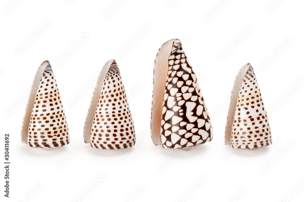 seashell on white background