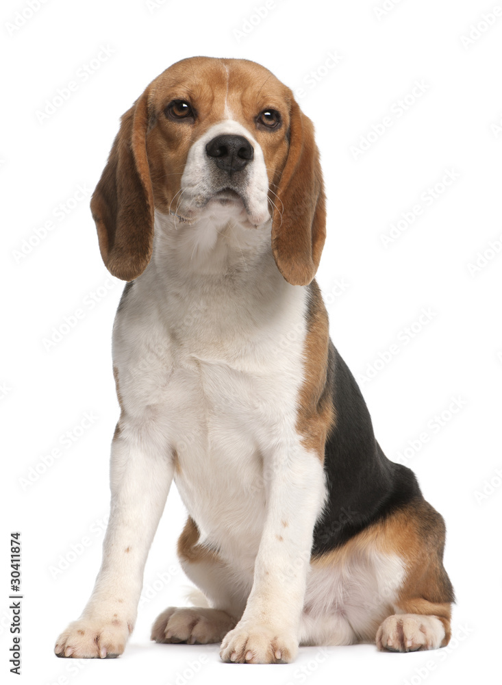 Beagle, 1 year old, sitting in front of white background