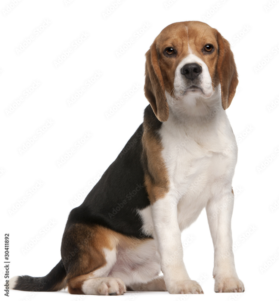 Beagle, 1 year old, sitting in front of white background