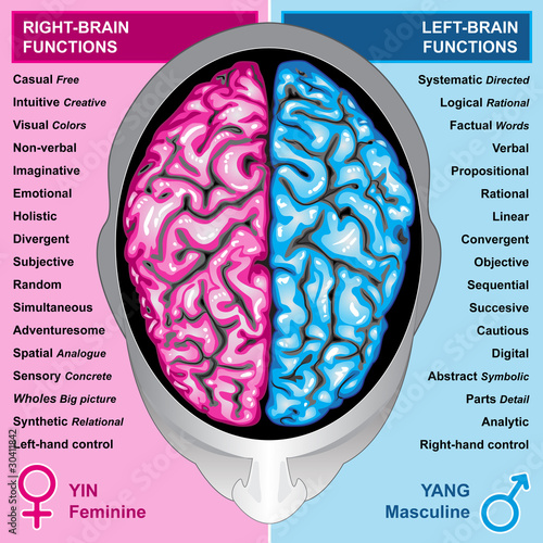 Human brain left and right functions