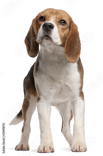 Beagle, 1 year old, standing in front of white background