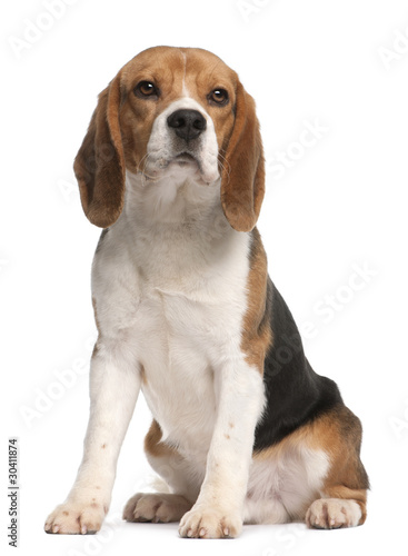 Beagle, 1 year old, sitting in front of white background © Eric Isselée