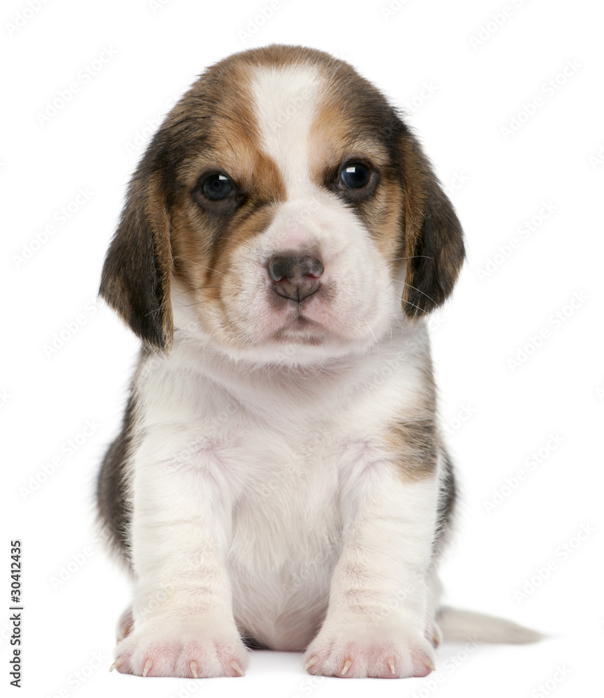 Beagle Puppy, 1 month old, sitting in front of white background Beagle Puppy, 1 month old, sitting in front of white background