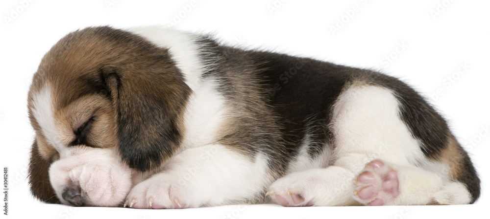 Beagle Puppy, 1 month old, lying in front of white background Beagle Puppy, 1 month old, lying in front of white background