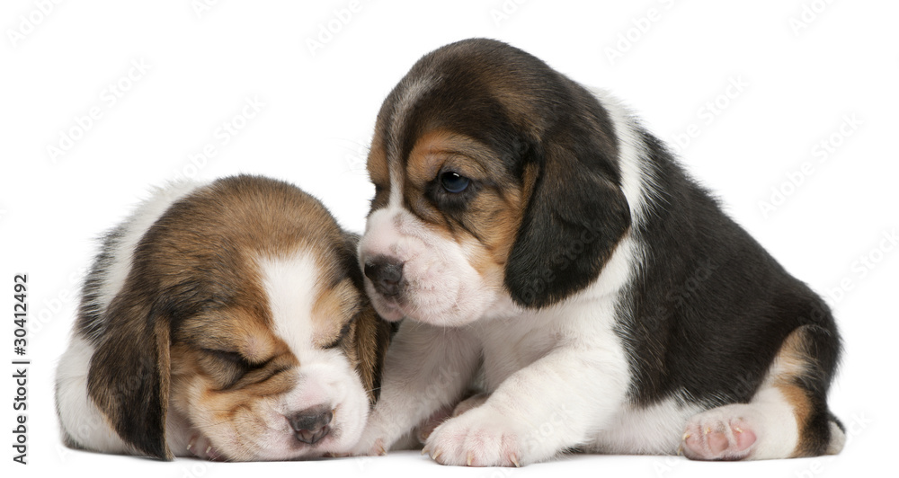 Two Beagle Puppies, 1 month old, in front of white background Two Beagle Puppies, 1 month old, in front of white background