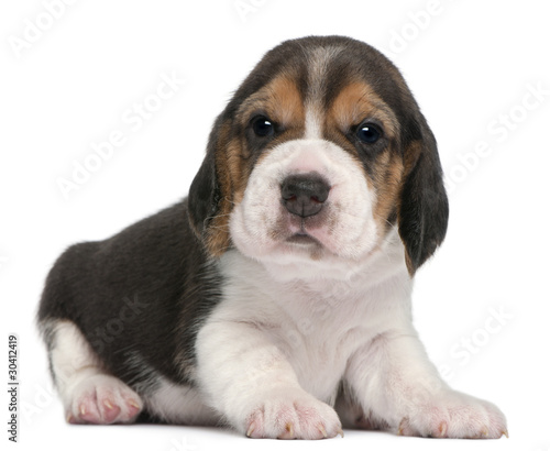 Beagle Puppy, 1 month old, lying in front of white background