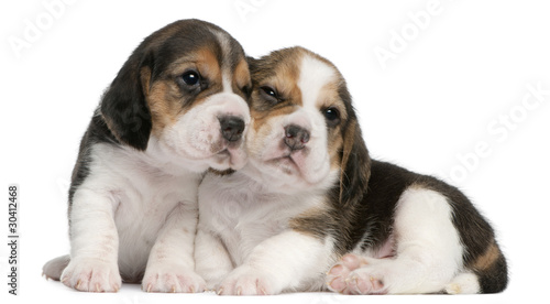 Two Beagle Puppies, 1 month old, in front of white background