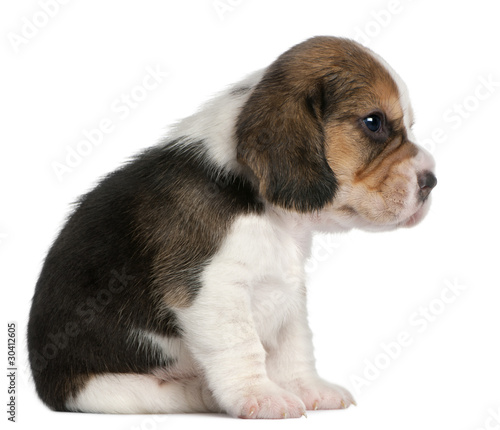 Beagle Puppy, 1 month old, sitting in front of white background