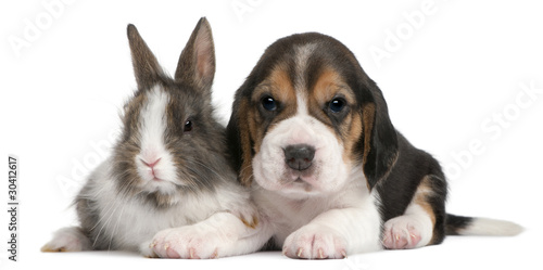Beagle Puppy, 1 month old, and a rabbit