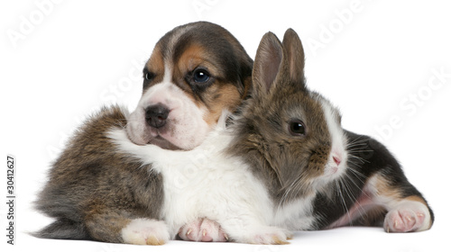 Bild auf Leinwand Beagle Puppy, 1 month old, and a rabbit