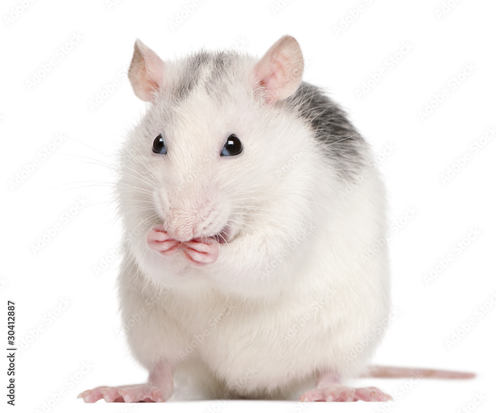Husky rat, 12 months old, in front of white background Husky rat, 12 months old, in front of white background