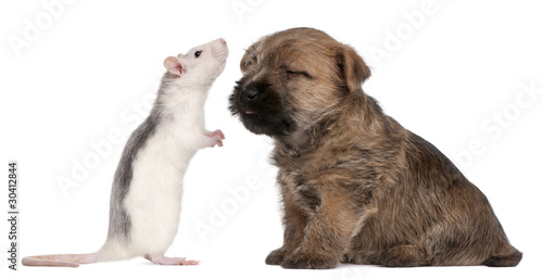 Cairn Terrier Puppy, 6 weeks old, and a rat