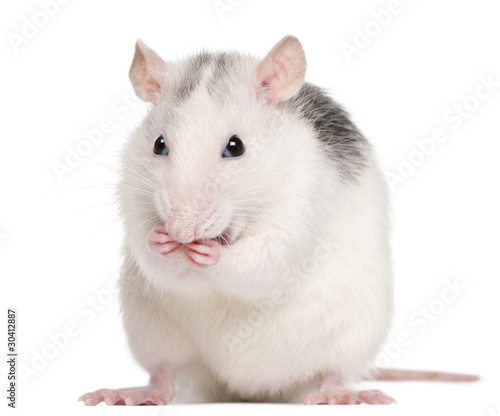 Husky rat, 12 months old, in front of white background