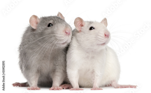 Two rats, 12 months old, in front of white background