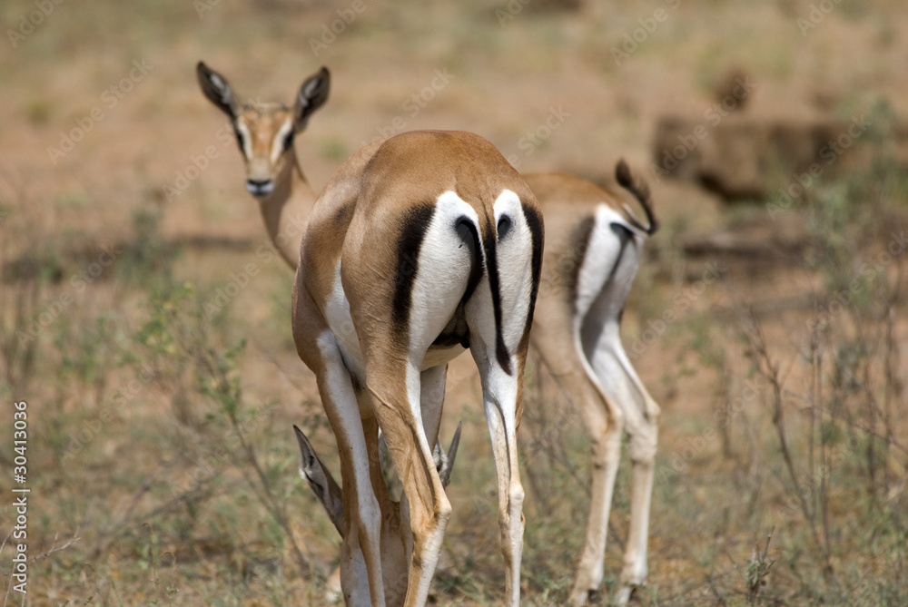 Impala, Amboseli National Park Impala, Amboseli National Park