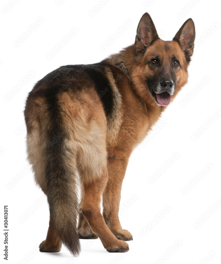 German Shepherd, 5 years old, in front of white background