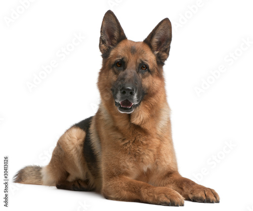 German Shepherd, 5 years old, in front of white background