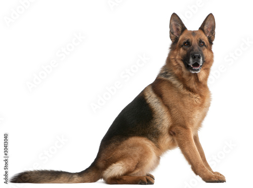 Fototapeta Naklejka Na Ścianę i Meble -  German Shepherd, 5 years old, in front of white background