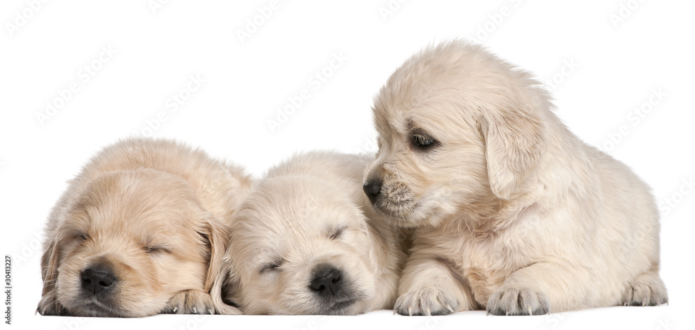 Golden Retriever puppies, 4 weeks old Golden Retriever puppies, 4 weeks old