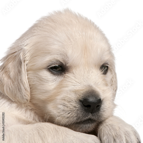 Golden Retriever puppy, 4 weeks old,