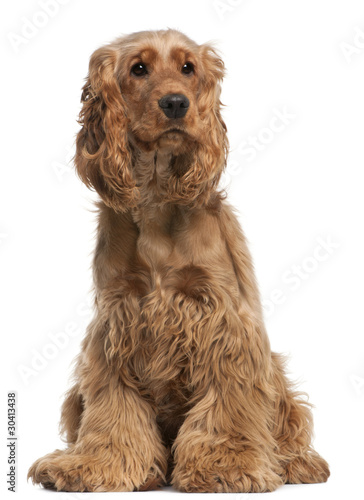 English Cocker Spaniel, 2 years old, sitting