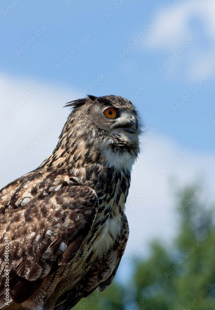 Obraz premium Close up profile of an Eagle owl