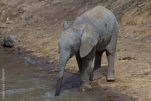 Baby African elephant drinking
