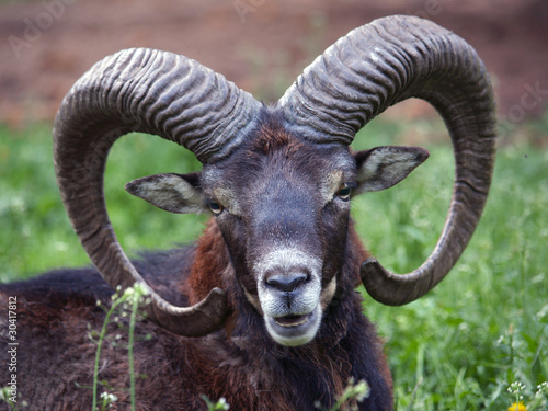 Detail of head of wild mouflon