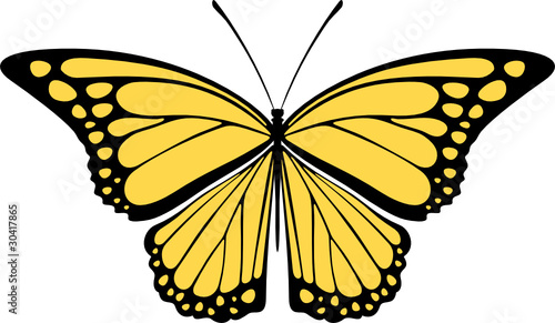 monarch butterfly vector