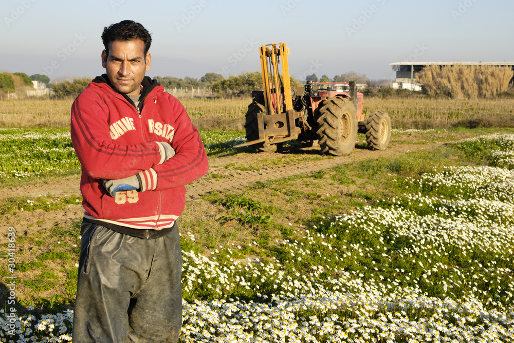 Naklejka premium Immigrato al lavoro nei campi