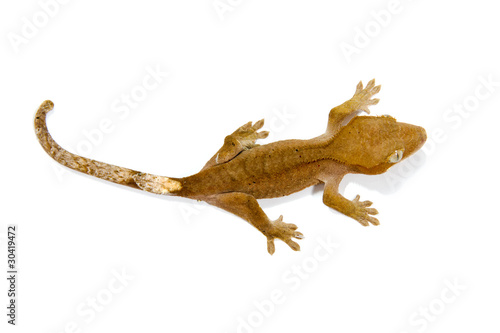 gecko © humbak